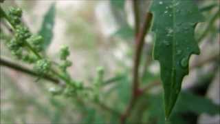 Spear Saltbush Atriplex patula  Common Orache  20130822 [upl. by Marozik]