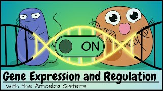 Gene Expression and Regulation [upl. by Ainerbas]