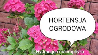 Hortensja ogrodowa jak zimować  hydrangea macrophylla jesienią pielęgnacja [upl. by Meehahs]