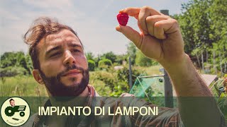 Come realizzare un impianto di lamponi  Il contadino Nick [upl. by Atrice738]