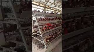 Type A 4Tier Layer Chicken Cage System for 10000 Birds Commercial Poultry Farm in Lagos Nigeria [upl. by Retniw]