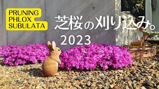 『芝桜の刈り込み 2023』Pruning Phlox subulata [upl. by Bryce]