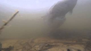 huge 1128 largemouth bass on bed eats live brim caught on gopro [upl. by Suanne]