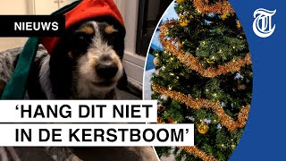 Dierenarts waarschuwt let hier goed op tijdens feestdagen [upl. by Akcinahs]