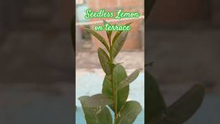 Seedless Lemon on terrace terracegardening gardeningideas shorts [upl. by End286]