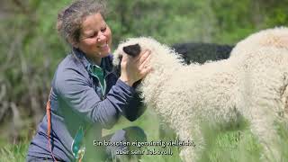 Klein genügsam und flauschig – die Walliser Schwarznasenschafe [upl. by Jablon]