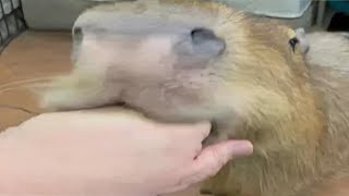 Top 5 Capybara [upl. by Hakim]