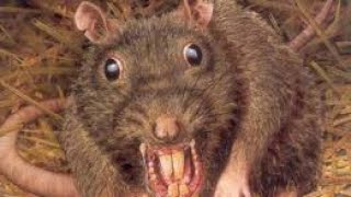 Rat attacksTop 5 rat attacks  Rat attack animals and humans  Crazy rats  Biggest Rat [upl. by Gerius]