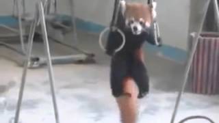 Cute Red Panda Doing Muscle ups [upl. by Melesa]