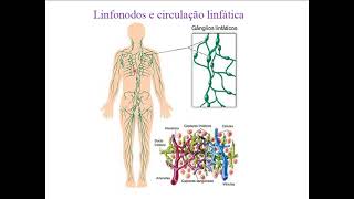 Introdução a Imunologia parte III [upl. by Leo477]