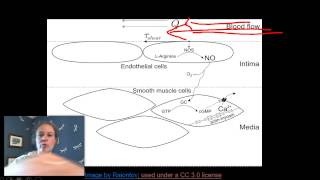 Nitric Oxide NOS and vasodilation [upl. by Ekim]