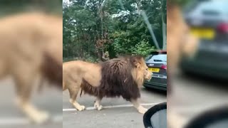 Huge Barbary Lion Walking On The Road shorts [upl. by Alberik82]