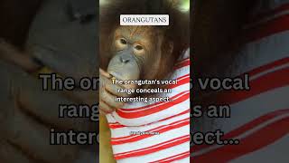 The orangutans vocal range conceals an interesting aspect share subscribe shorts [upl. by Akimal289]