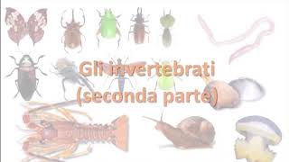 Gli invertebrati CELENTERATI MOLLUSCHI e ANELLIDI [upl. by Penni]