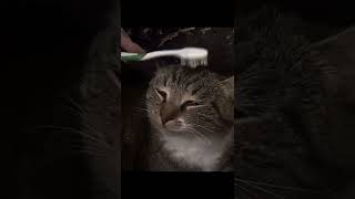 Wet toothbrush reminds Cat of his Mom 🥺 cats kitten pets [upl. by Forbes]