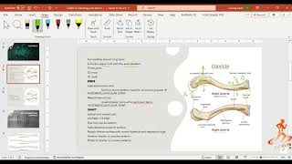 CLAVICLE osteology and myology  CLAVICLE ANATOMY [upl. by Asinet667]