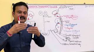 Endodermal  pharyngeal [upl. by Iht910]