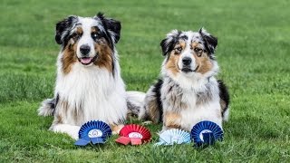 Amazing dog tricks by australian shepherds Airin amp Charlie [upl. by Cobb538]