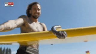 Gold coast man fined for taking pet python for a surf [upl. by Shushan]