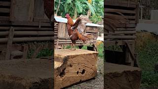 Kukuruyuk animals wildlife lucu youtubeshorts wildanimal chicken [upl. by Lehcyar]