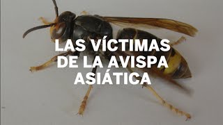 Las numerosas víctimas de la avispa asiática  España [upl. by Ecertal]