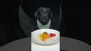 I dont like eating watermelon Black Labrador Cute pet debut plan [upl. by Walling]