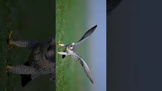 Peregrine Falcon Takeoff [upl. by Aleunamme]