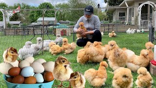 Organic Chicken Care Peacefully Integrating New Birds Collecting Peahen amp Colorful Eggs [upl. by Enelrac]