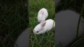 🐰🐇🪶🥀🪷🐀 chorki networkerbaire originalfilmsong viralvideo rabbit [upl. by Dotson]