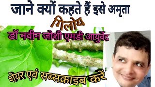 Medicinal importance of GuduchiGiloyAmritaअमृतवल्लीगुडूचीTinospora cordifolia [upl. by Enelegna]