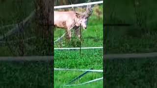 Fallow buck had its rack tangled badly in tape and netting was asked to dispatch it [upl. by Lyris]