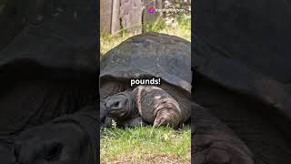 Meet the Giant Aldabra Tortoise shortsvideo [upl. by Johannessen]