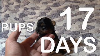 Puppies crying TINY YORKIE PUPPIES [upl. by Ragas]