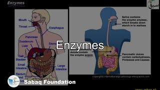 Enzymes Biology Lecture  Sabaqpk [upl. by Cita607]