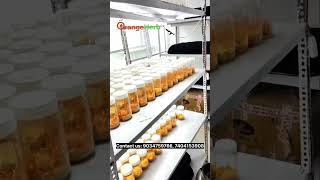 Cordyceps Militaris lab mushroom farming cordyceps keedajadi youtubeshorts youtube [upl. by Glinys6]