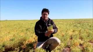 Agrivisions Matt Bissett With Pulse Crop Topping and Desiccation Timing [upl. by Wilonah]