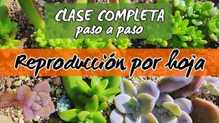 Cómo reproducir suculentas por hojatips consejos recomendaciones que funcionan👌👌 [upl. by Llerred]