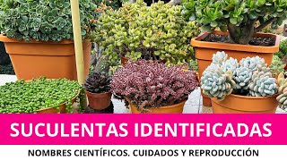 Parte 1 SUCULENTAS IDENTIFICADAS  Nombres científicos cuidados y reproducción [upl. by Takken]