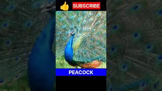 Peacock  Peacock sound  shorts peacock viral [upl. by Nnyltak]