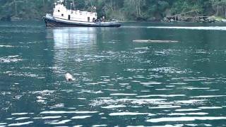 Pacific Herring run in Dodd Narrows BC [upl. by Lopez]