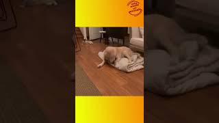 Quand un Chat Surprise un Chien  😺🐶 Chat Chien Hilarant Animaux MomentDrôle Surprise [upl. by Redvers]