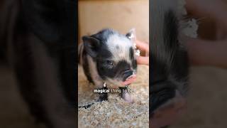 Mama pig lives to give babies the best life [upl. by Gnol]