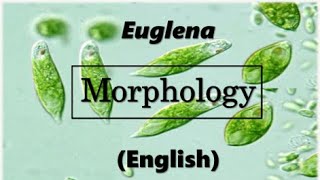 Morphology of Euglena ENGLISH [upl. by Beatrice]