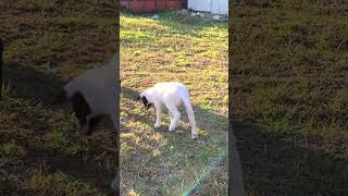 Cute Baby Lamb Playing and Jumping Around  Loving Life [upl. by Arinayed]