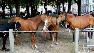 Paardenmarkt  2e Pinksterdag  Heenvliet 2015 [upl. by Enilamme144]