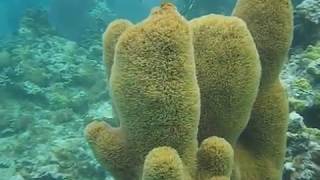 Snorkeling in Culebra [upl. by Sandro303]