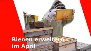 Imkerei Bienen erweitern Zargen aufsetzen Honigräume im April [upl. by Raila]