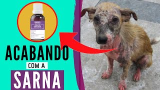 Como Acabar com a Sarna de Cachorro usando Violeta Genciana [upl. by Yenduhc284]