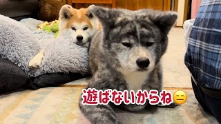 遊んでもらえないなら、せめてもの代償としてお尻を借りる秋田犬こむぎ【Akitainu】akitainupata [upl. by Omsoc743]