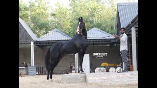 Beautiful Marwari Stallion Mormukut sire Sundar at SJS Stud Farm Jagatpur [upl. by Maffei]